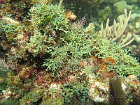 BDP0209 Dictyota dichotoma.jpg
