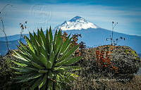 FBA1106 Agave cupreata.jpg