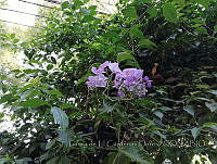LCF0475 Lycianthes rantonnetii.JPG