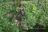SG019 0365 Coriandrum sativum.jpg
