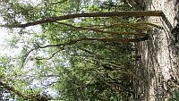 UM002 S0013 Avicennia germinans.jpg