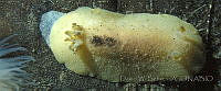 DP014-107 Geitodoris heathi.jpg