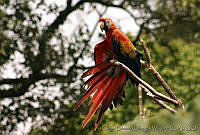 CEOV0013 Ara macao.jpg