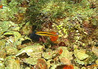 CMGV0153 Halichoeres melanotis.jpg