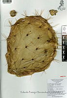 YPH2327 Opuntia robusta.jpg