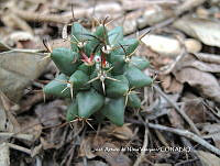 JAdNV0104 Mammillaria magnimamma.JPG