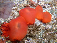 AEG0004 Berthellina ilisima.jpg