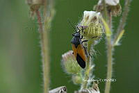 SM0366 Melanopleurus bicolor.jpg