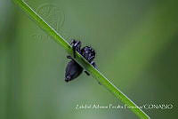 ZAPF0166 Paraphidippus sp..jpg