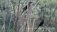 LCF0334 Quiscalus mexicanus.jpg