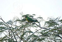 LEMH088 Psittacara holochlorus.JPG