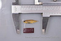 RQTG0436 Characodon audax.jpg