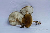 ZAPF 0630 Boletus luridus.jpg