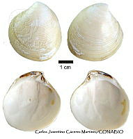 KT014 0254 Dosinia dunkeri.JPG