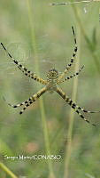 SM0043 Argiope trifasciata.jpg