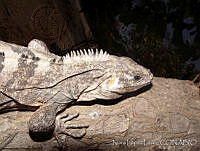 NLL0061 Ctenosaura similis.jpg