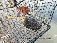PJ016 0295 Kinosternon integrum.JPG