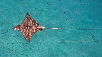 CCR 001 Aetobatus narinari.jpg