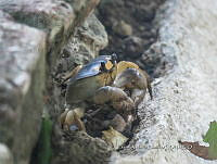 CAR 003 Gecarcinus quadratus.jpg