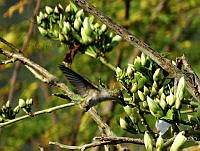 RSA0019 Archilochus colubris.jpg