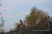 SG002 0133 Aquila sp..jpg