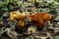 3253 Hypomyces lactifluorum.jpg