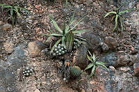 3R 01095 Agave xylonacantha, Astrophytum ornatum, Mammillaria geminispina subsp. geminispina, Ferocactus glaucescens.tif