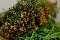 IMDOC Hong 0169 Tagetes lucida.jpg