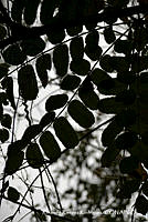 RRR0276 Comocladia engleriana.jpg