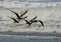 AAKVDH 0642 Larus heermanni.JPG