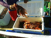 AIGM0001 Pterois volitans.jpg