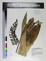 JAdNV0217 Aechmea bracteata.JPG