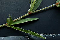 Yolox 2490 Eriosema diffusum.jpg