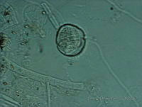 BDP0154 Coolia sp..jpg