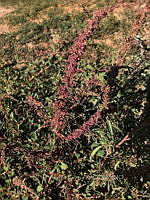 RG034 0020 Amaranthus fimbriatus.jpg