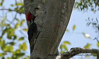 AAKVDH 0467 Campephilus guatemalensis.JPG