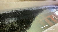 IAES021 Totoaba.jpg