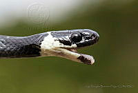JDBP02 Colubridae.jpg