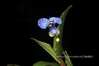 Zongo 1549 Commelina diffusa.jpg