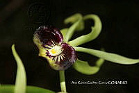 AKGC039 Prosthechea cochleata.JPG