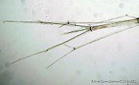 RGS0069 Rhabdosoma minor.jpg