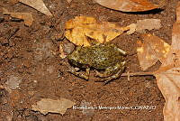 NLMM004 Eleutherodactylus verrucipes.JPG