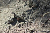 AMVDH 0210 Callisaurus draconoides.JPG