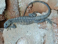 MCS IM0024 Ctenosaura pectinata.jpg