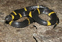 RACA 0017 Tropidodipsas annulifera.JPG