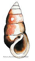 RAA0998 Pachiychilidae.jpg