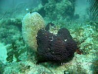 NE018 0672 Aiolochroia crassa.jpg