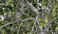 AAKVDH 0191 Pipilo chlorurus.JPG