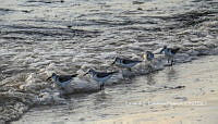 LCF 0482 Calidris alba.jpg