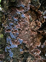 RGO0333 Amaurodon sp..JPG